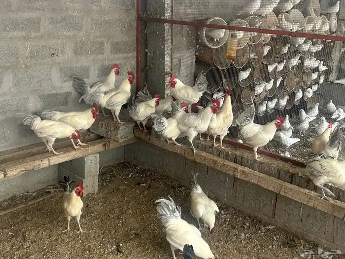 ديك للبيع العمر تسع شهور 2