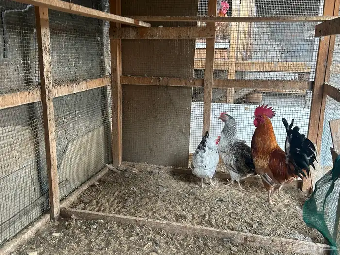طقم دجاج 2