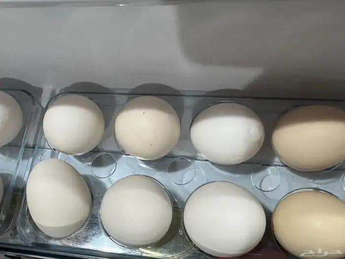 ماشاءالله تبارك الله بيض بلدي طازج ونضيف والحبه بريال 0