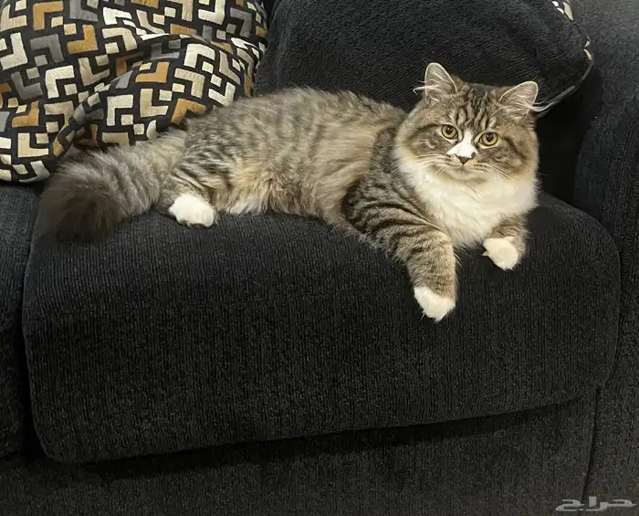 قطه للتزاوج العاجل 1