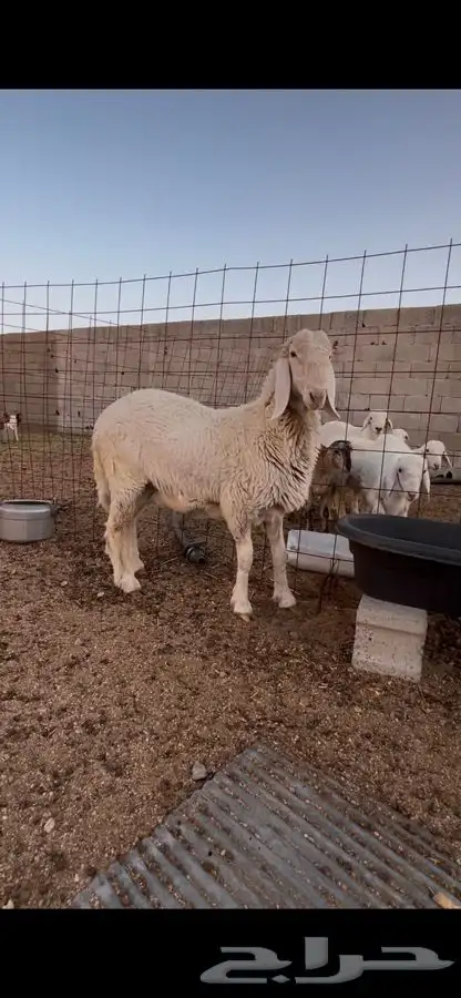 طلي باكستاني على حري 2