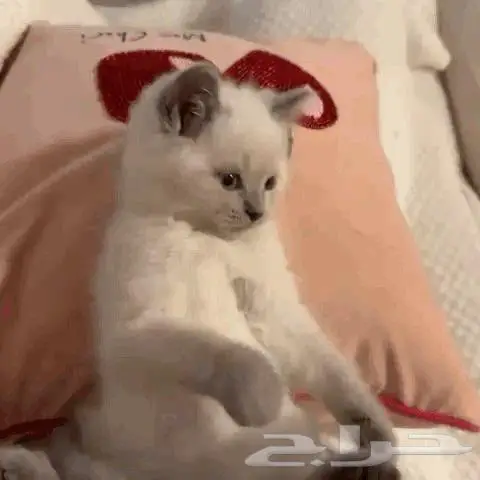 قطط للبيع 12