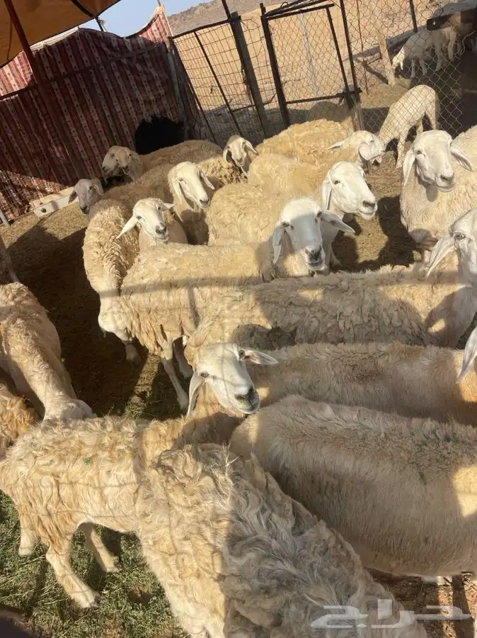 ضان للبيع 6