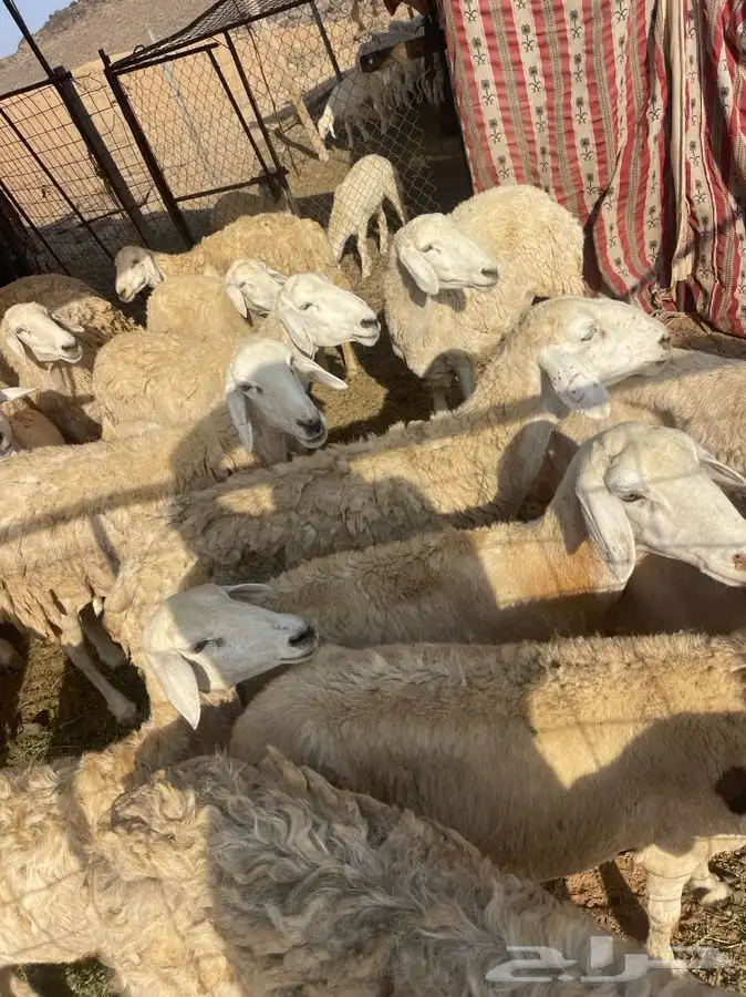 ضان للبيع 7