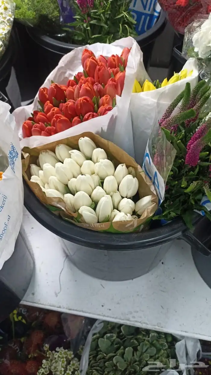 ورد جملة 17