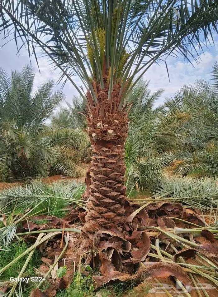 سلام عليكم يوجد لدينا نخل بجميع انواع ارس عفيف الجمش الدودم 0