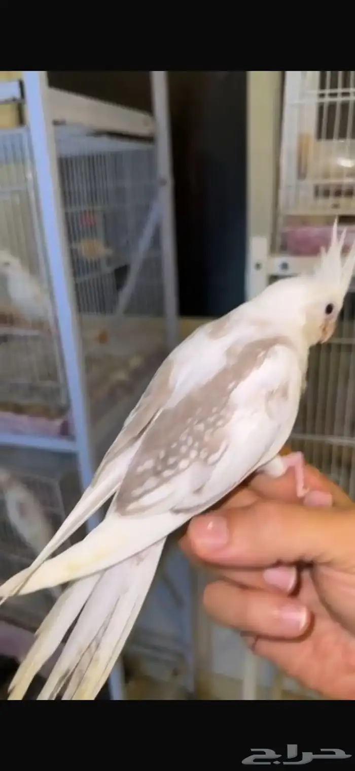 فرخين كوكتيل بطفرات نادره للعشاق الفخامه(تم البيع ) 3