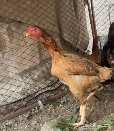 دجاجه سندي دم صافي 1