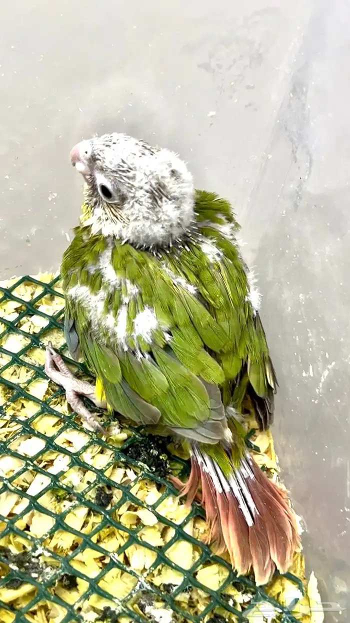 فرخ كنيور 0