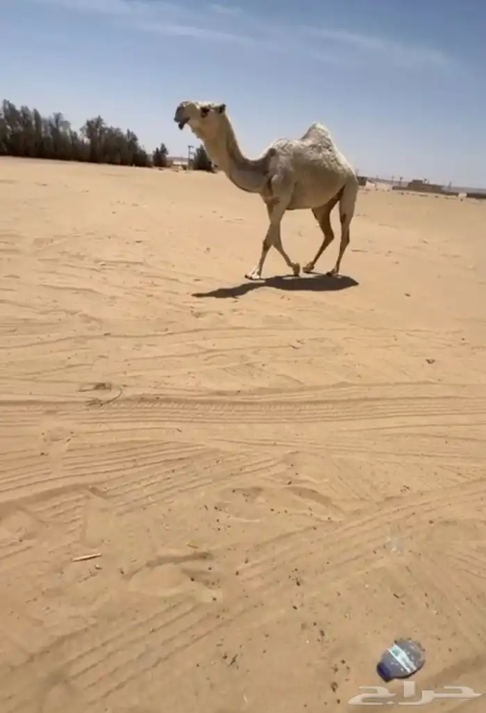 البيع لقحات كفوو 3