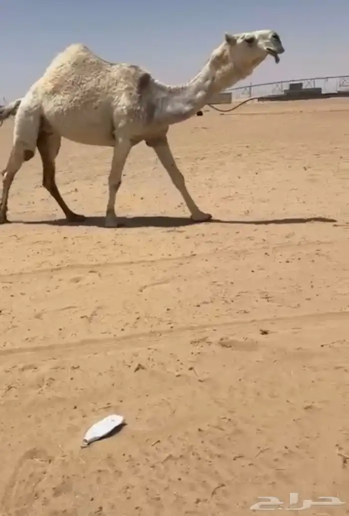 البيع لقحات كفوو 1