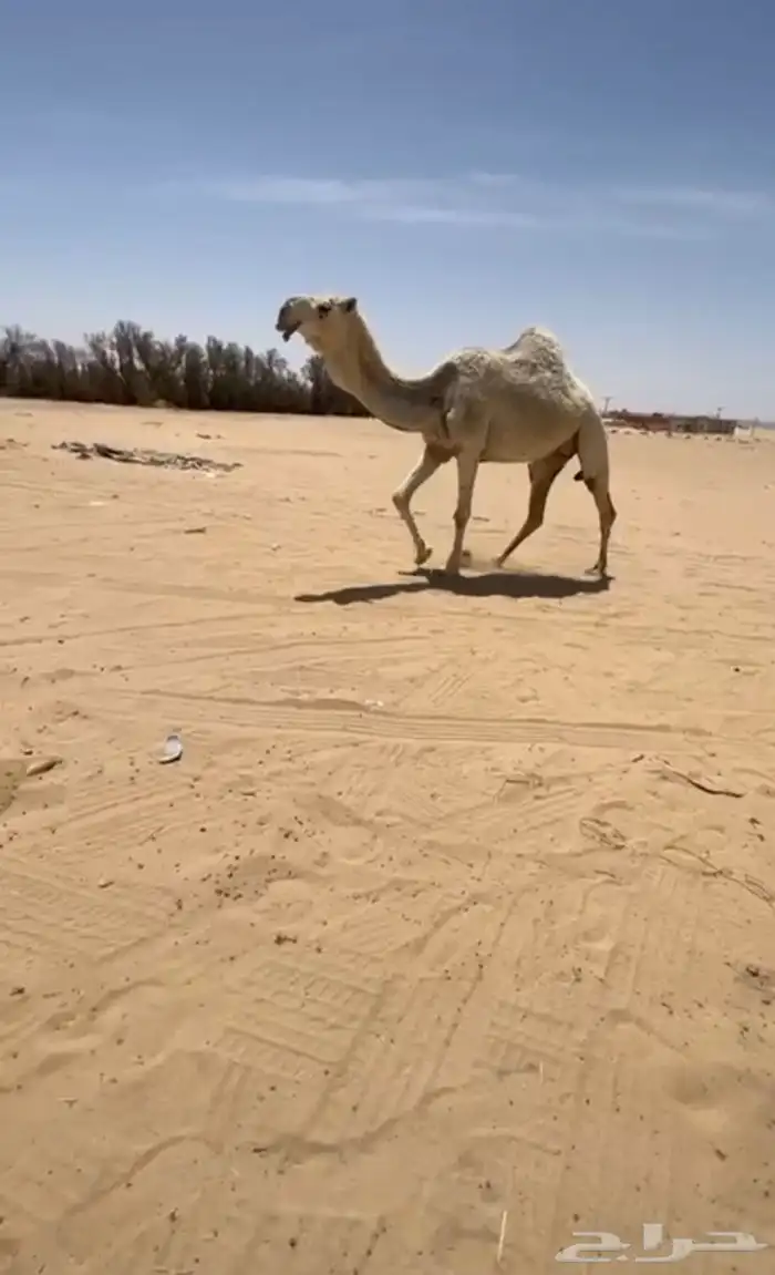 البيع لقحات كفوو 2