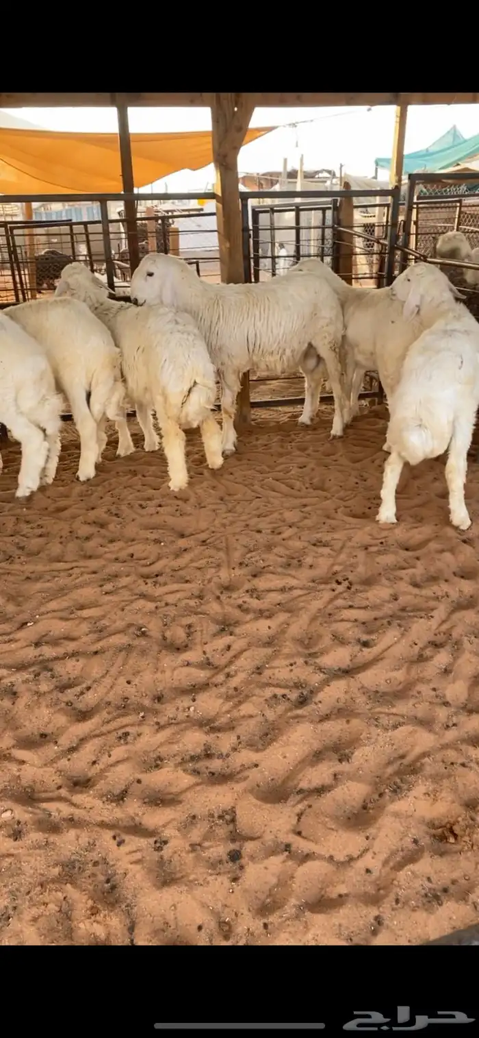 طليان 4