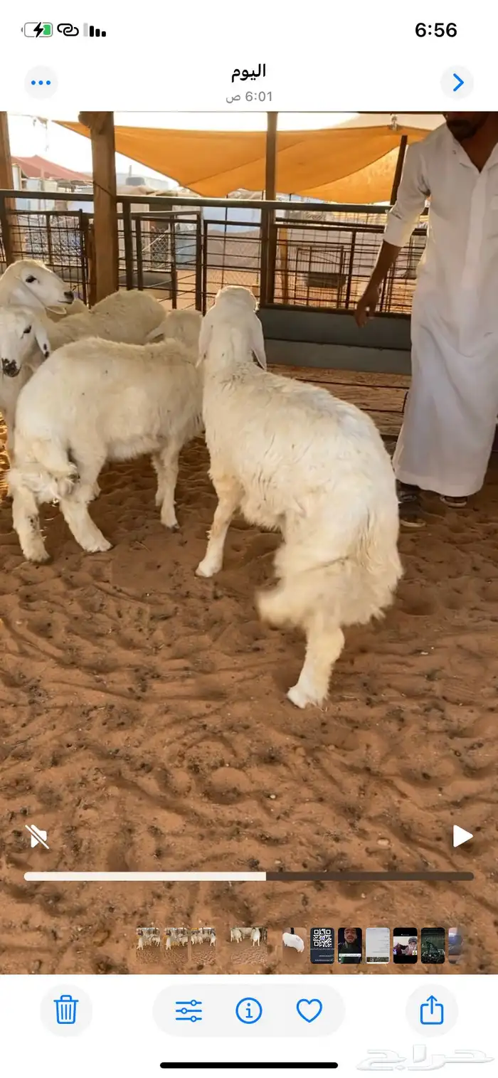 طليان 1