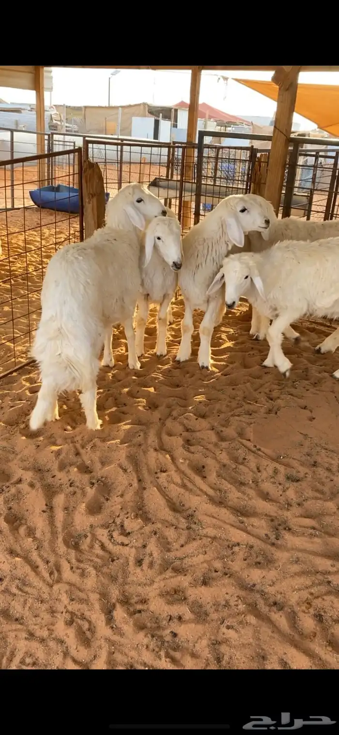 طليان 2