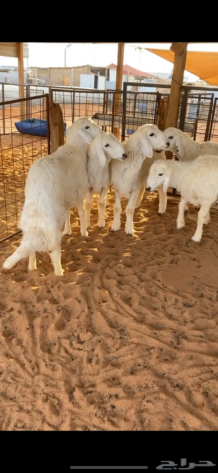 طليان 3