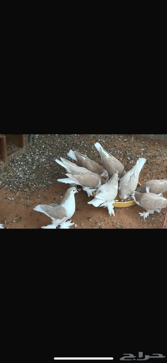 حمام شيرازي 0