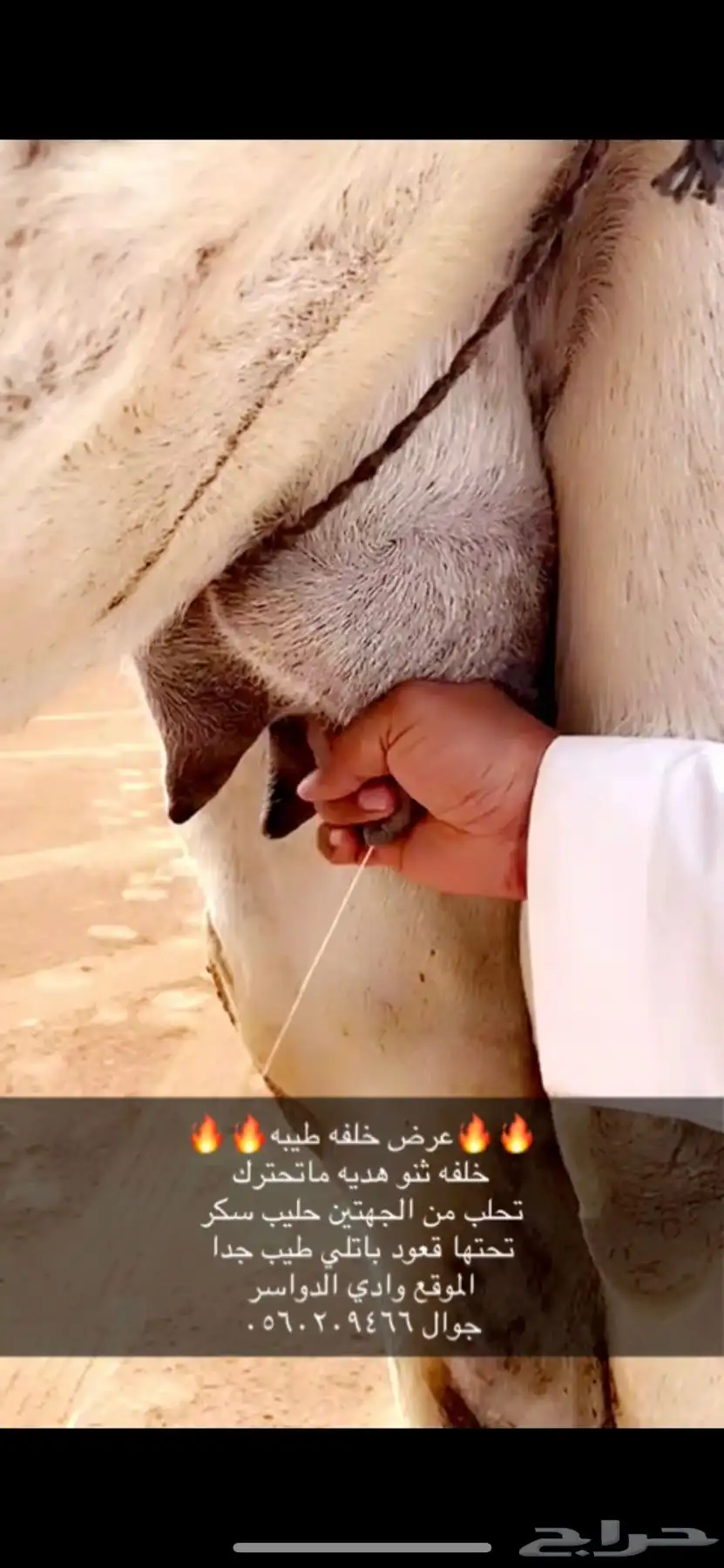 خلفه ثنو طيبه 2