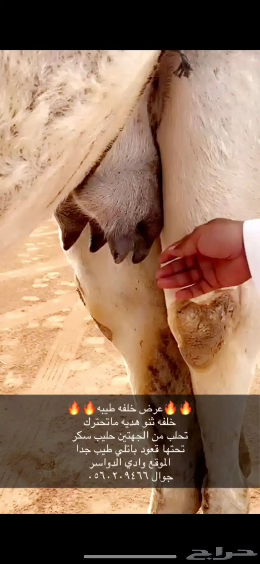 خلفه ثنو طيبه 0