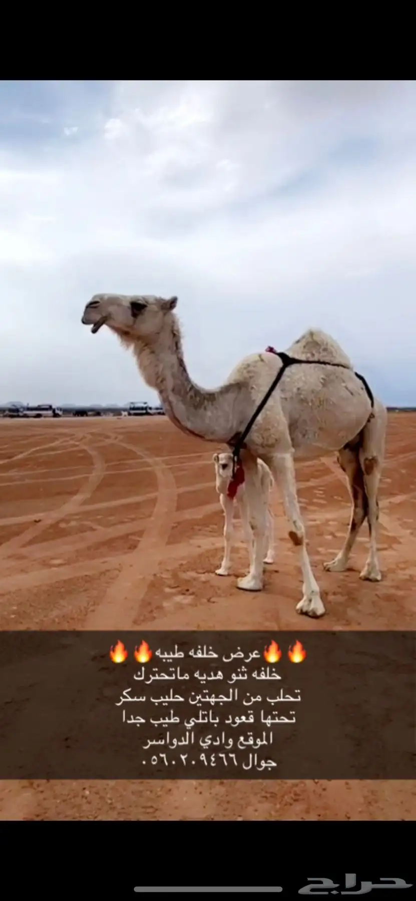 خلفه ثنو طيبه 1