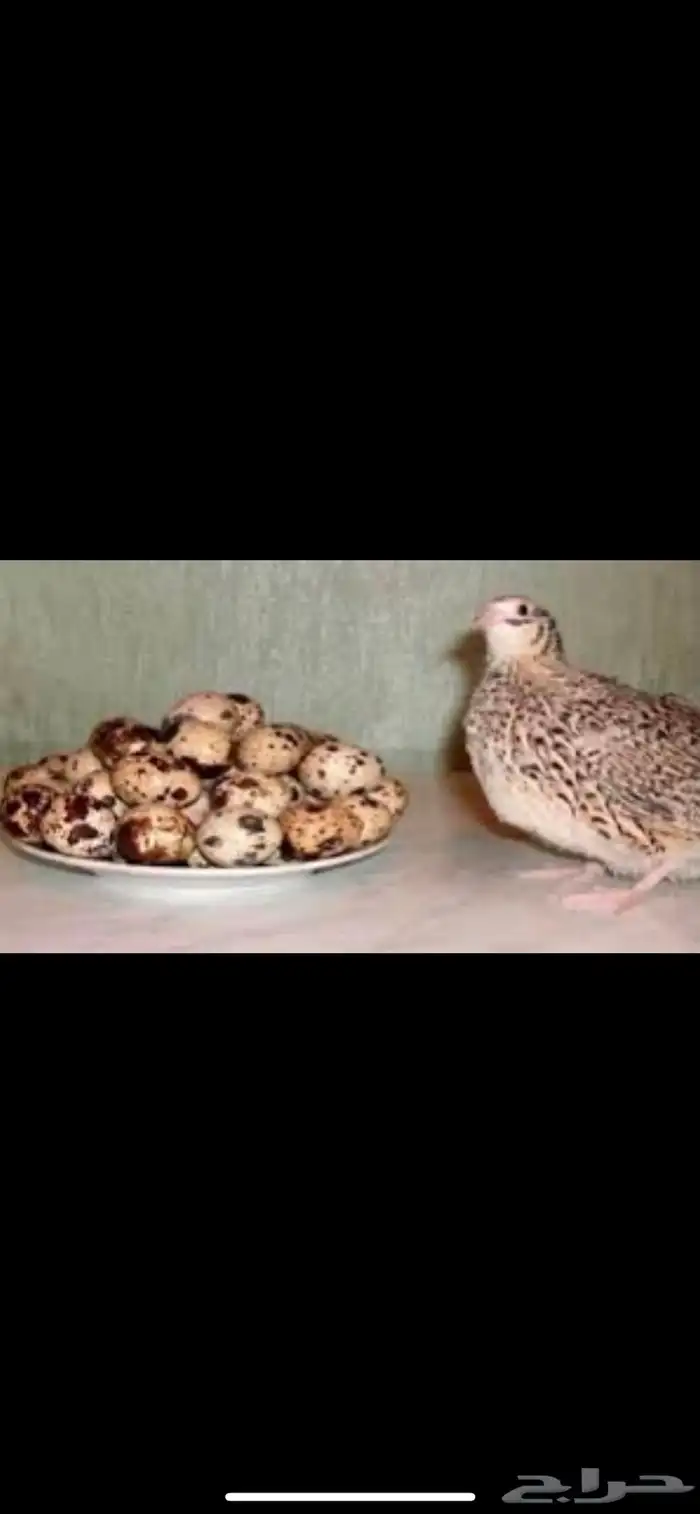 السلام عليكم سمان فري مريعي 5