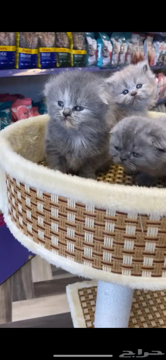 للبيع قطط سكوتش يتوفر تابي وتمارا 1