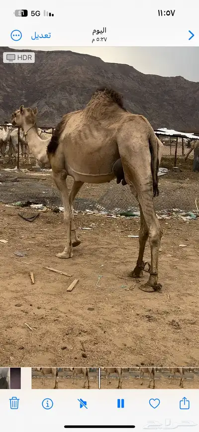خلفه 2