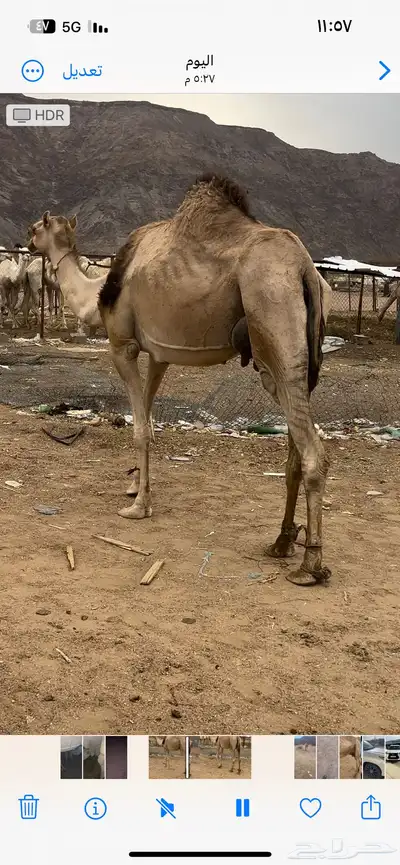 خلفه 1