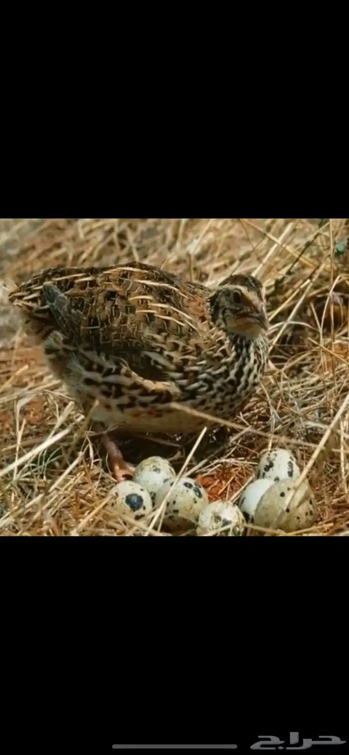 السلام عليكم سمان فري مريعي 0