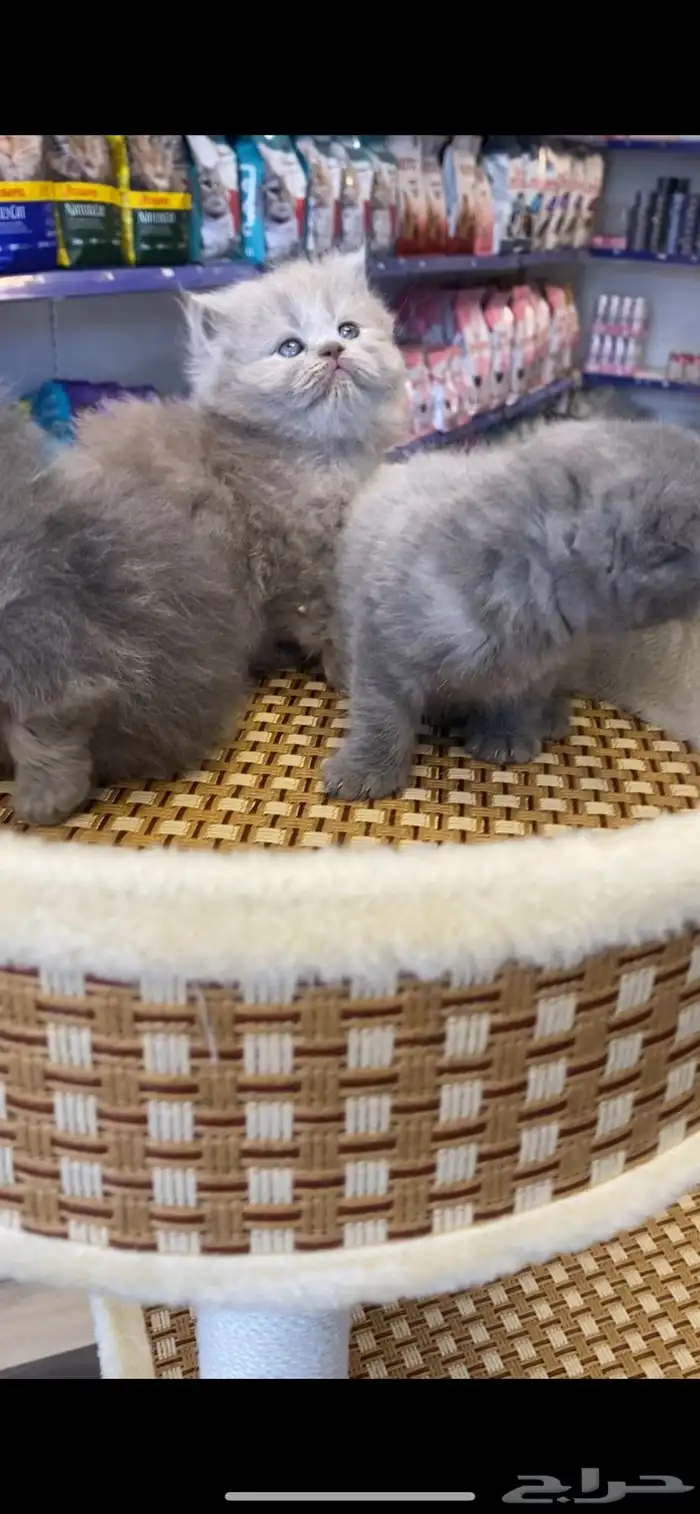 للبيع قطط سكوتش يتوفر تابي وتمارا 0