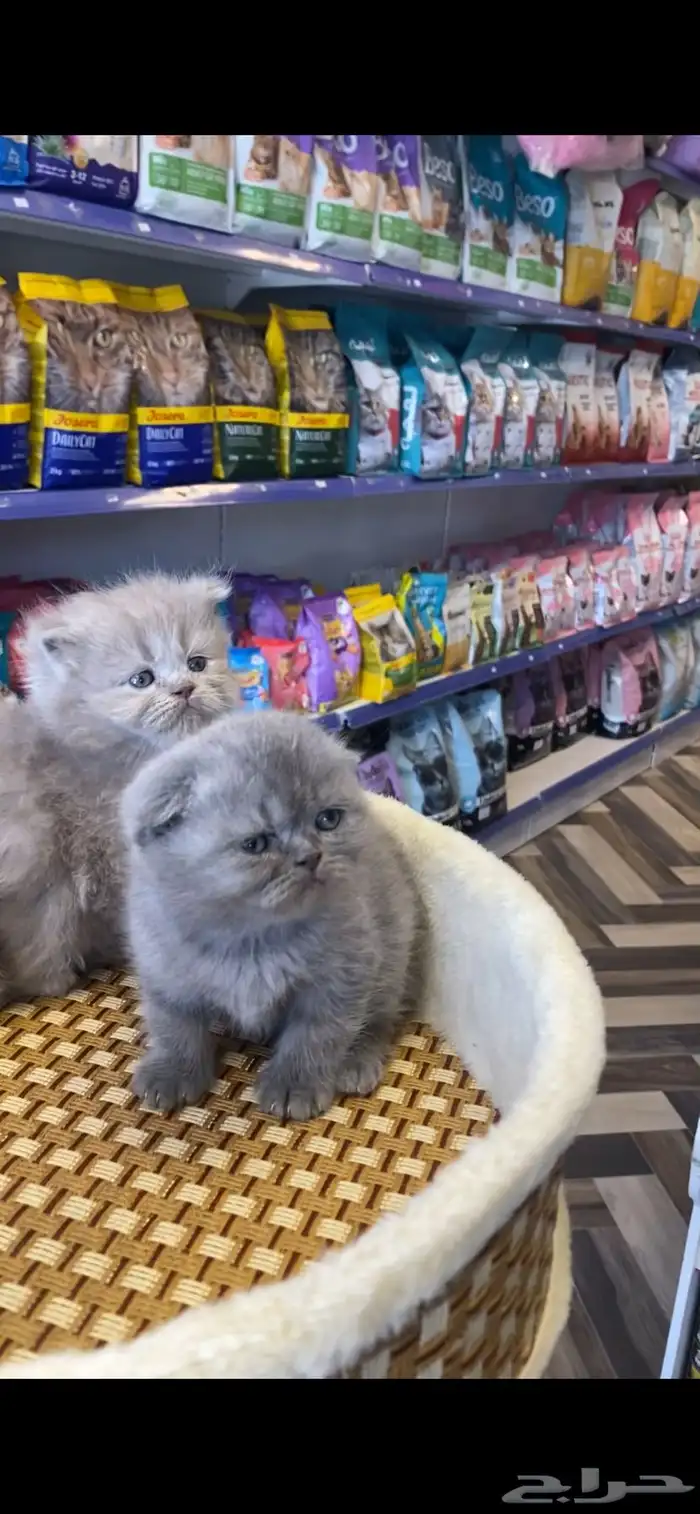 للبيع قطط سكوتش يتوفر تابي وتمارا 2