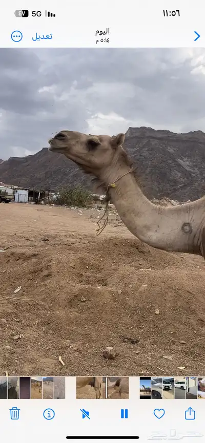 خلفه 6