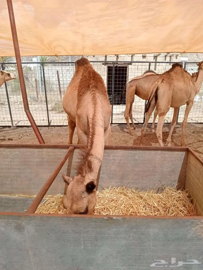 حواشى مرابى 5