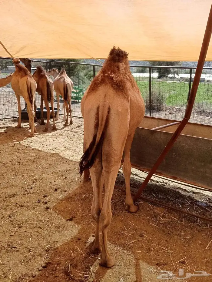 حواشى مرابى 2