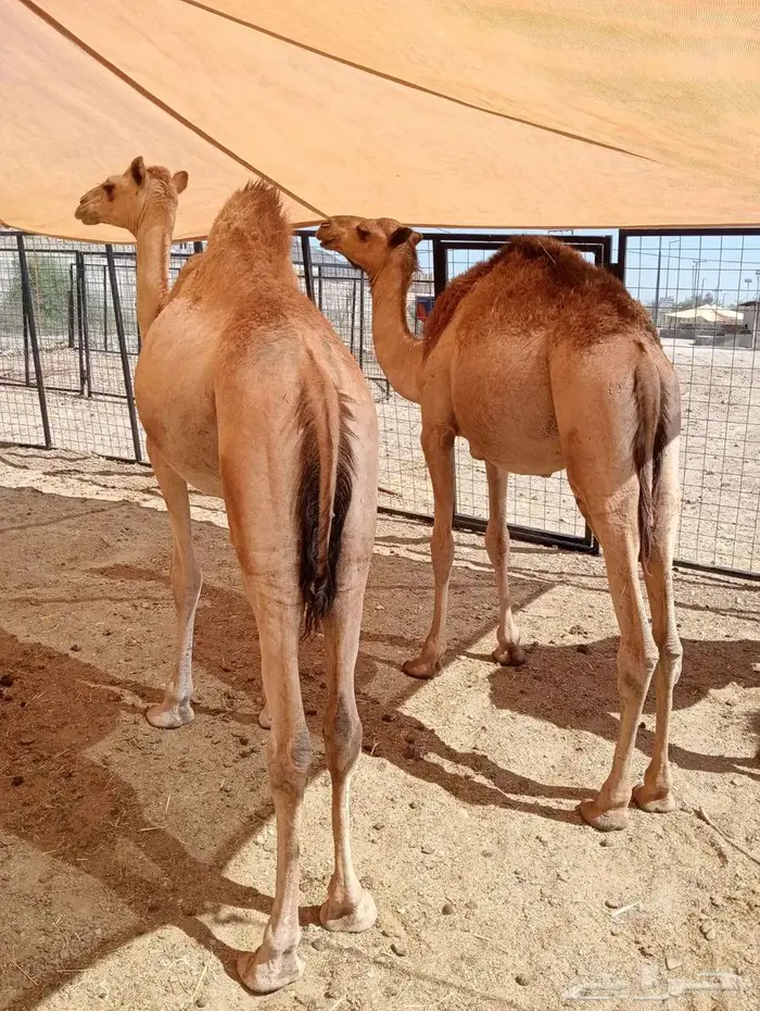 حواشى مرابى 4