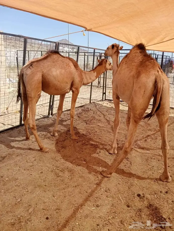 حواشى مرابى 0