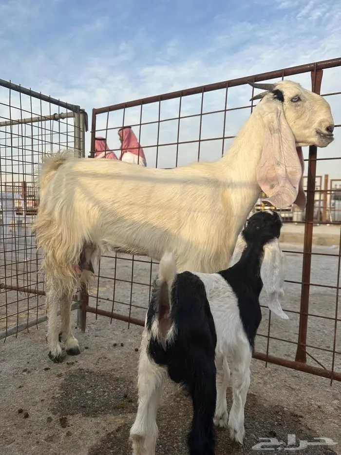 عنز جذعه تحتها تيس 0