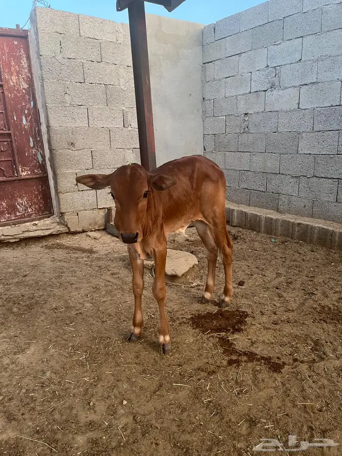 بقره وا لدها 2