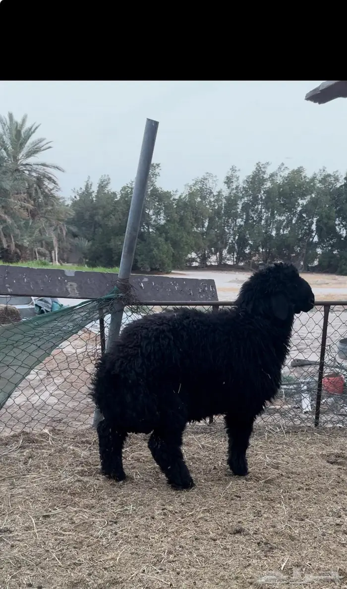 خروف جبر فل 0
