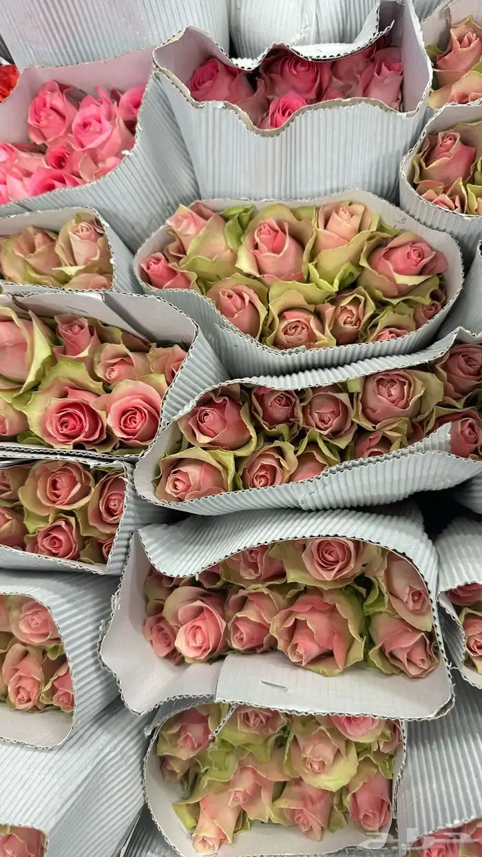 ورد جملة 9