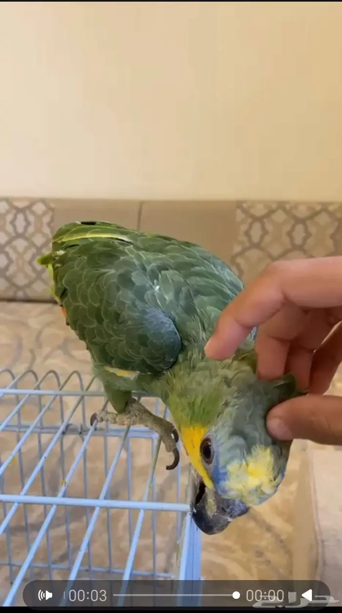 ببغاء امازوني يلو وينج 0