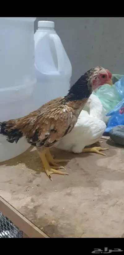 فروخ هندي قزم مستويات صعبه 2