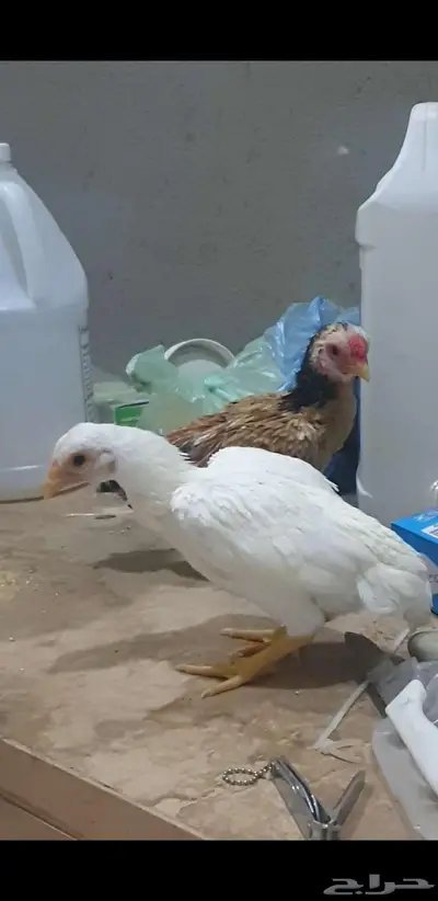 فروخ هندي قزم مستويات صعبه 0