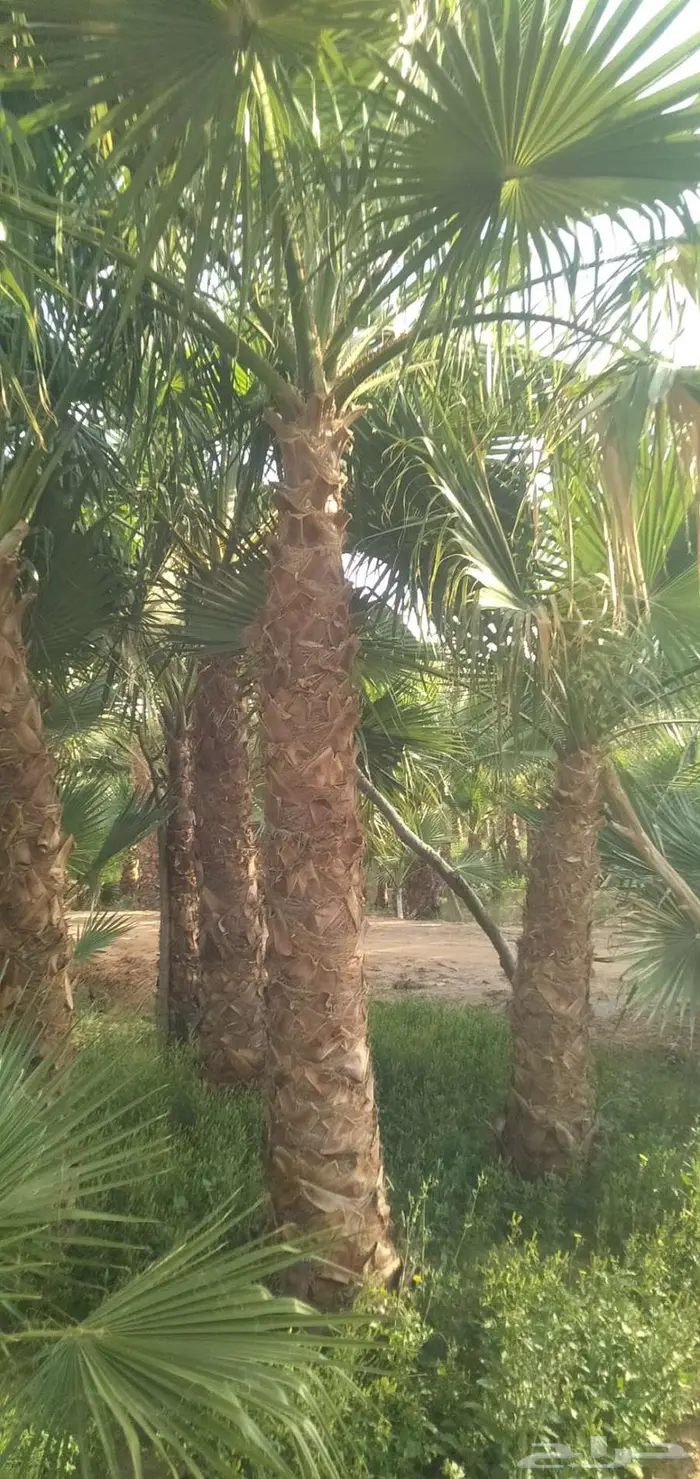 نخل واشنطن 1