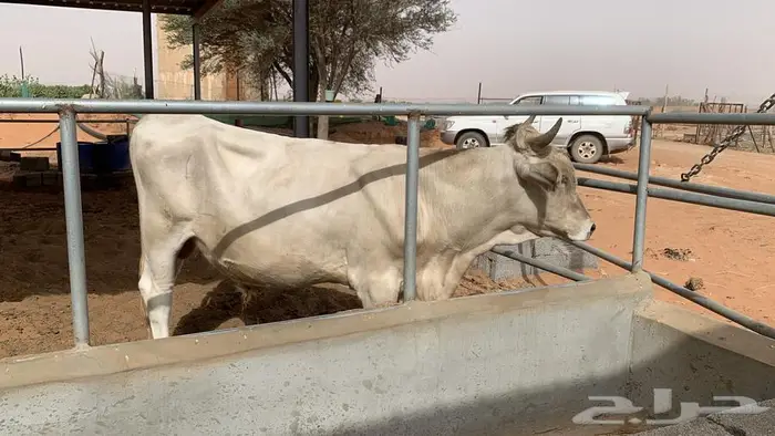 ثور سويسري ابيض 0