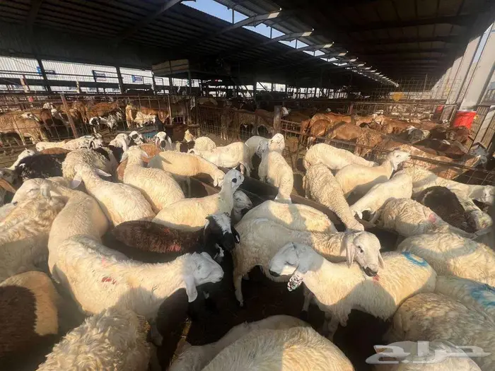 نص ذبيحة سواكني تربية ب 690 وزن 10 كجم شامل تصوير ذبح توصيل 10