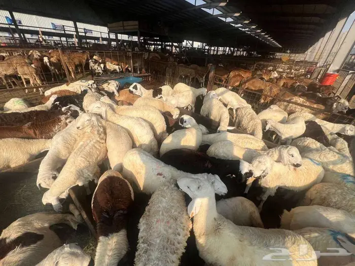نص ذبيحة سواكني تربية ب 690 وزن 10 كجم شامل تصوير ذبح توصيل 5