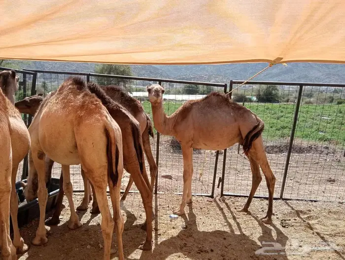 حواشى مرابى 1