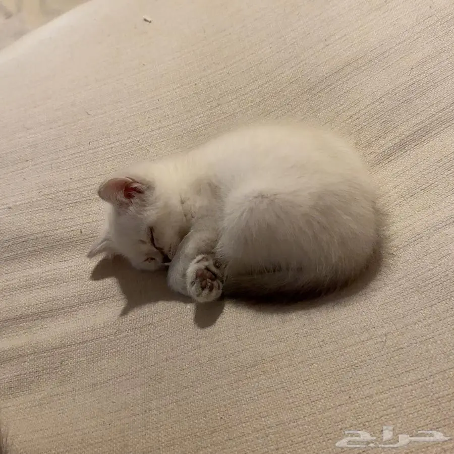 قطط للبيع 1