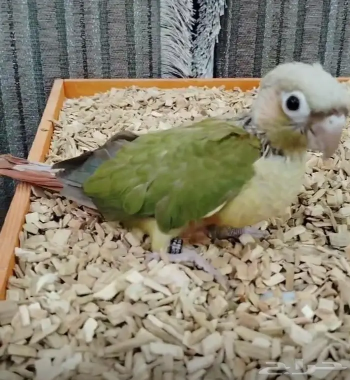 فروخ كنيور فروخ روز قرين شيك لاتينو 0